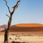 namibia, desert, sand, dune, dunes, sossusvlei, sahara, dry, nature, tree, sand dunes, namib desert, sandy, hot, chameleon, automobile, scrap metal, stone desert, heaven, landscape, dryness, desert, desert, desert, desert, desert