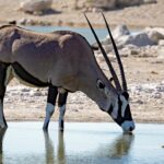 oryx antilope, water, nature, animal, wildlife, namibia, etosha, horns, africa, namibia, namibia, namibia, namibia, namibia, etosha, etosha
