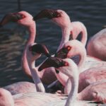 A vibrant close-up photo of flamingos in Walvis Bay, Namibia.